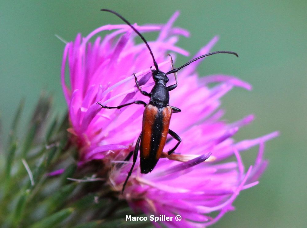 Stenurella melanura (Strangalia melanura)